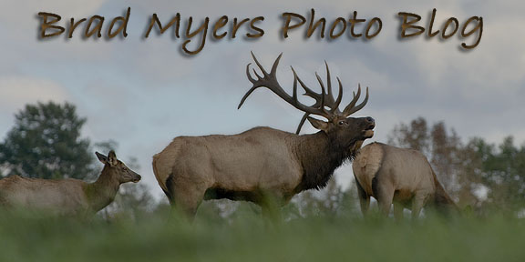 Bradley Myers Photo Blog