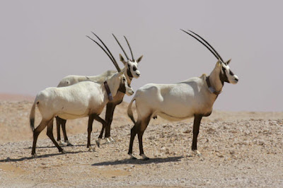 of the Arabian Oryx,