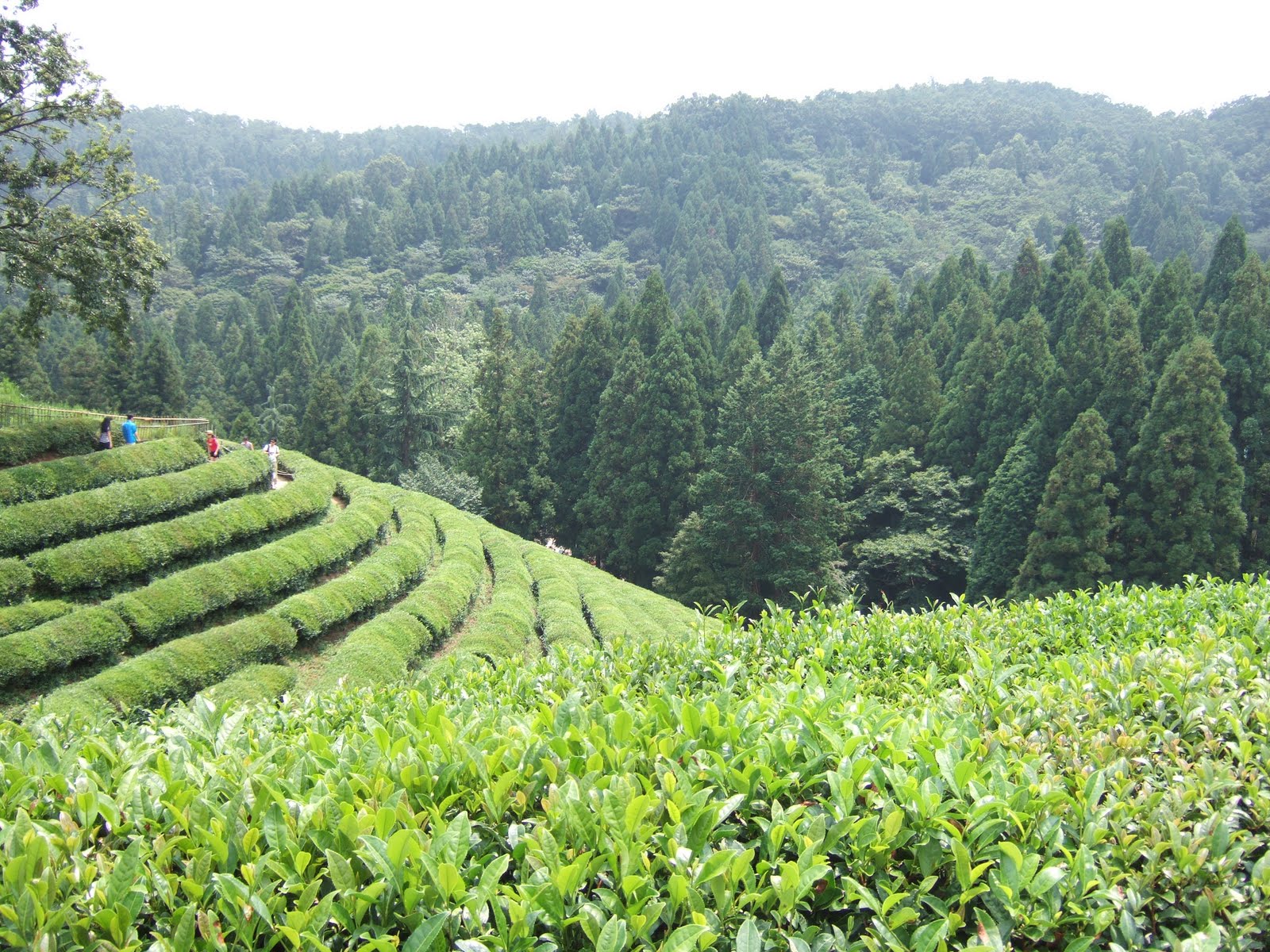 Green Tea Farm