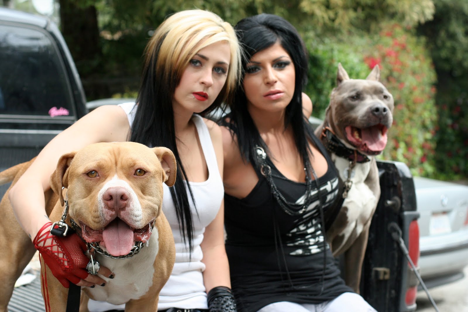 VRC Bully Blog PIT BULLS & PAROLEES FILMING ITS NEW SEASON