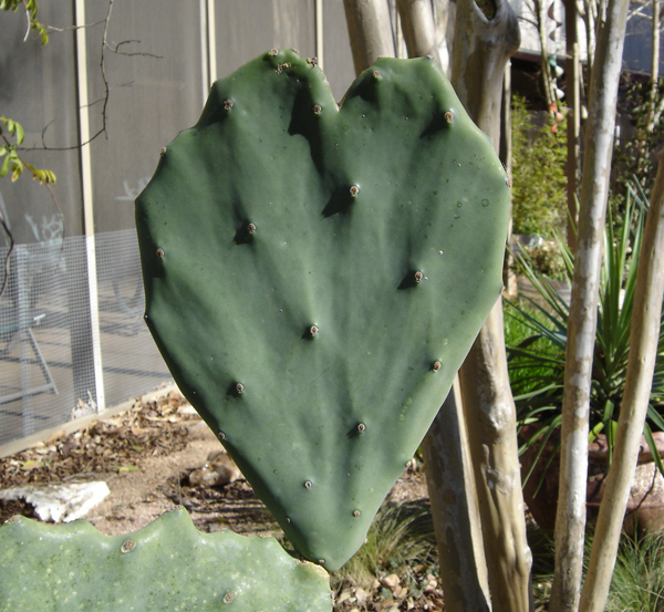 [cactusheart.jpg]
