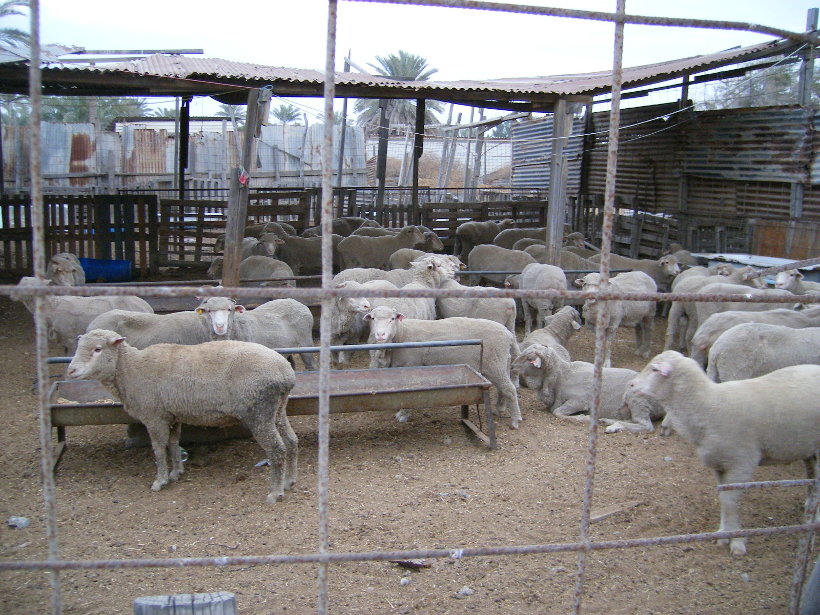 Sheep On Farm