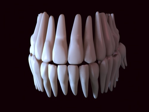 model tooth