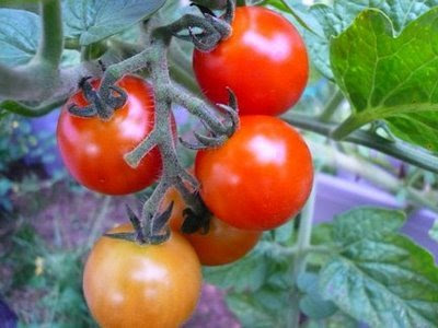  Grow Tomatoes on The Garden Of Eaden  How To Grow Greenhouse Tomato Plants From Seed