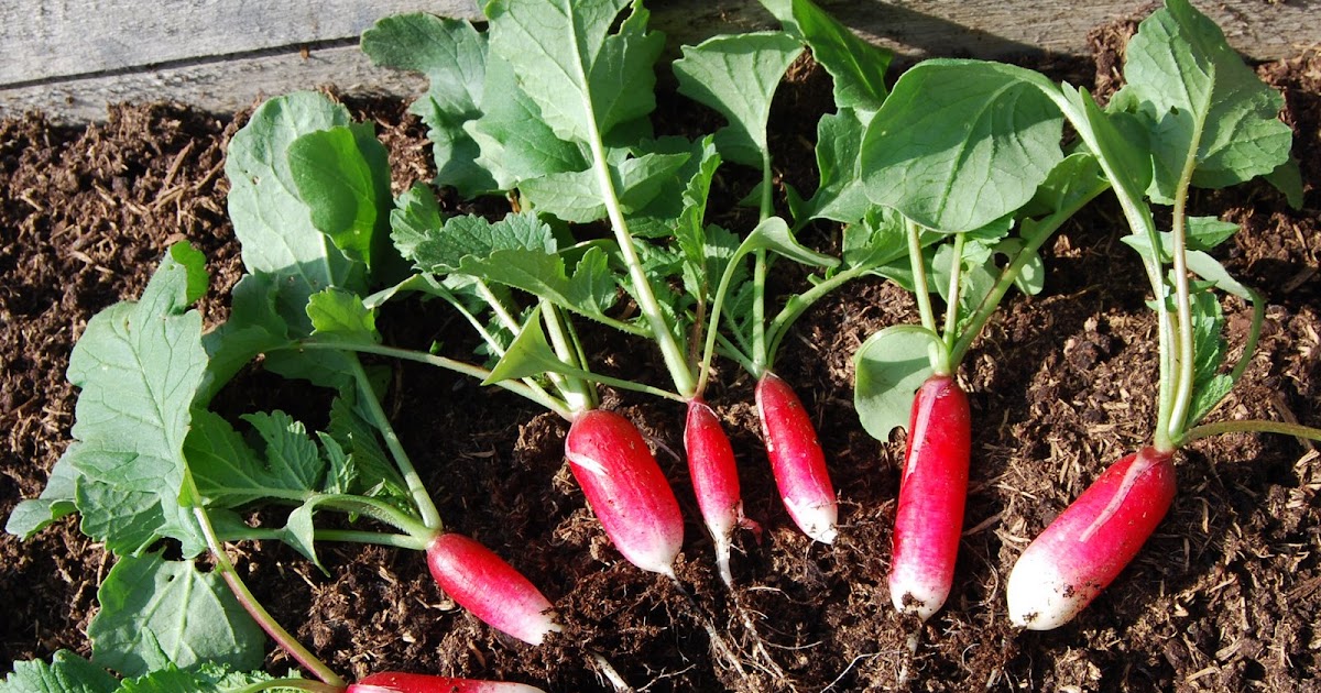 HOW TO GROW RADISH FROM SEED The Garden of Eaden