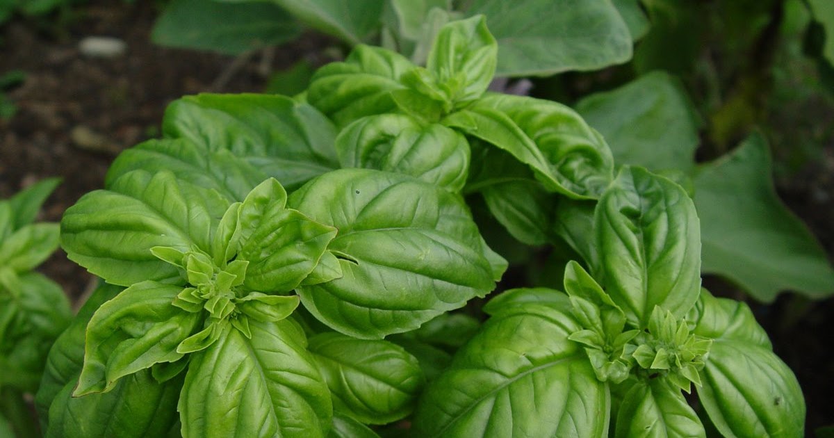 HOW TO GROW BASIL FROM SEED The Garden of Eaden