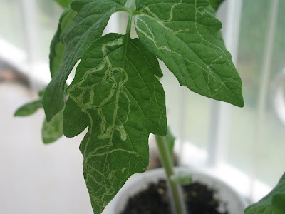 tomato plant leaf
