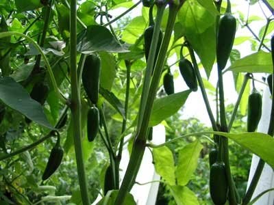jalapeno peppers grow seed jalapeño pepper plant growing plants stuffed chile jalapenos cheese goat sun chiles cultivar sembrar matas eaden