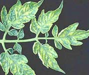 أمراض النبات  أ د  ربيع أبو الخير Tomato+mosaic+virus