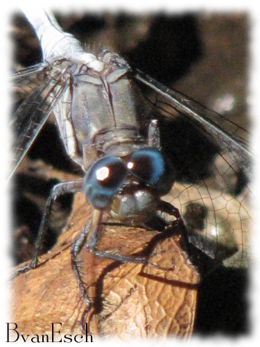[BvanEsch-Dragonfly.jpg]
