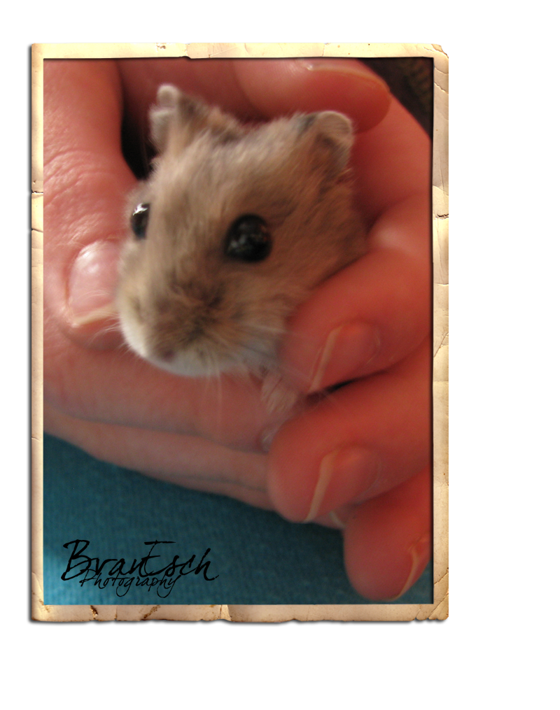 [nibbles.png]