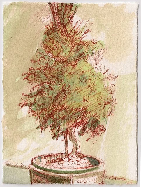 Potted Plant Drawing