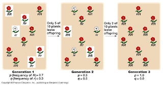 Genetic Drift: refers to a