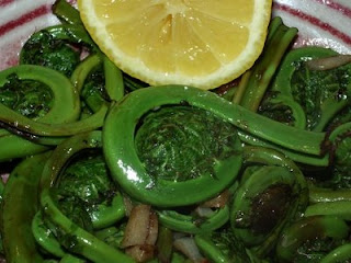 Delicate fronds of fiddlehead ferns, also called ostrich ferns