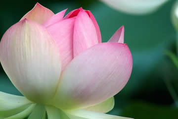 Flower Booming