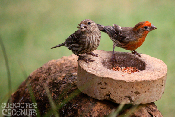 cuckoo for coconuts finch food cuckoo for coconuts finch food