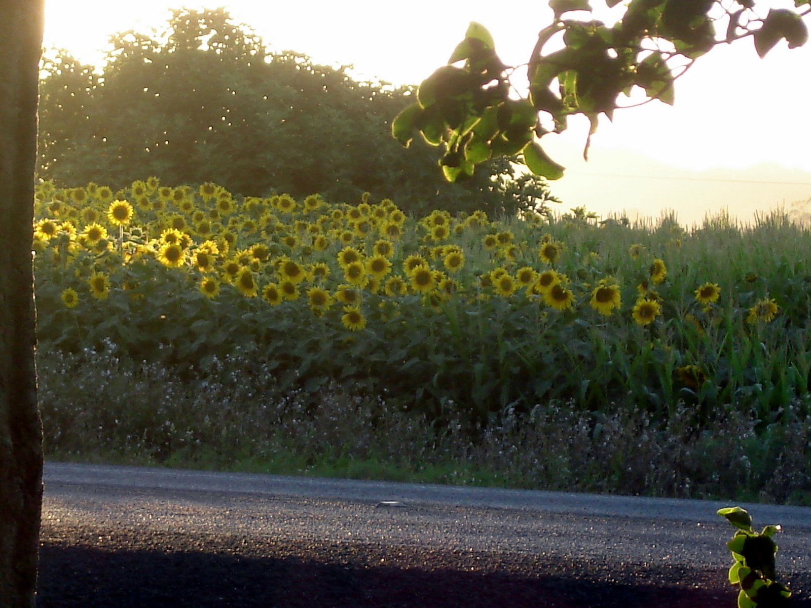 [DSC01131.JPG]
