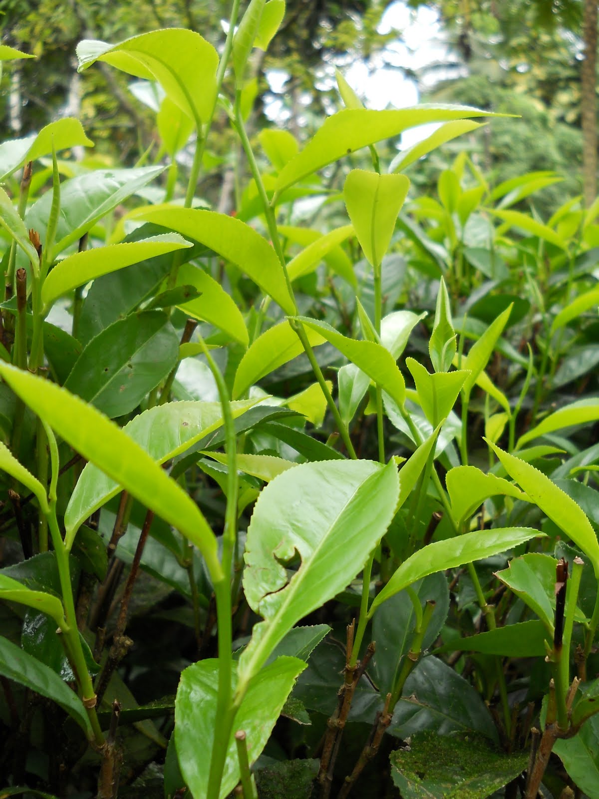 Colombo Tea Auction