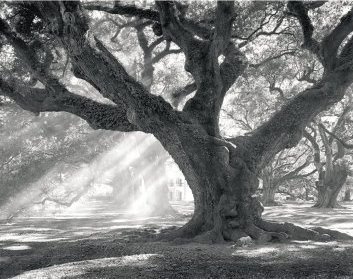 [Oak.bmp]