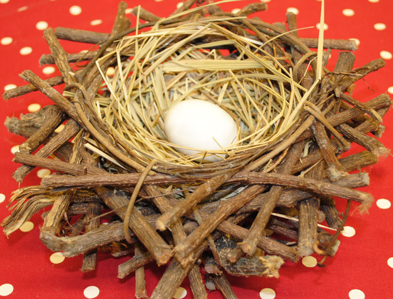 [nest.jpg]
