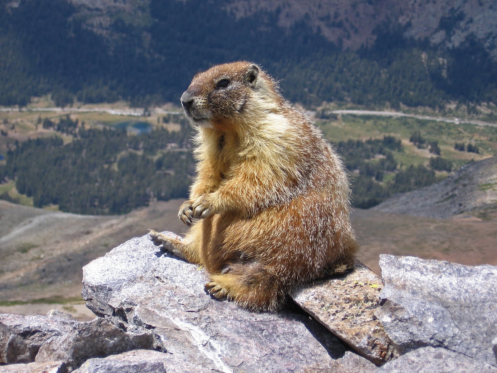 [Marmot-edit1.jpg]