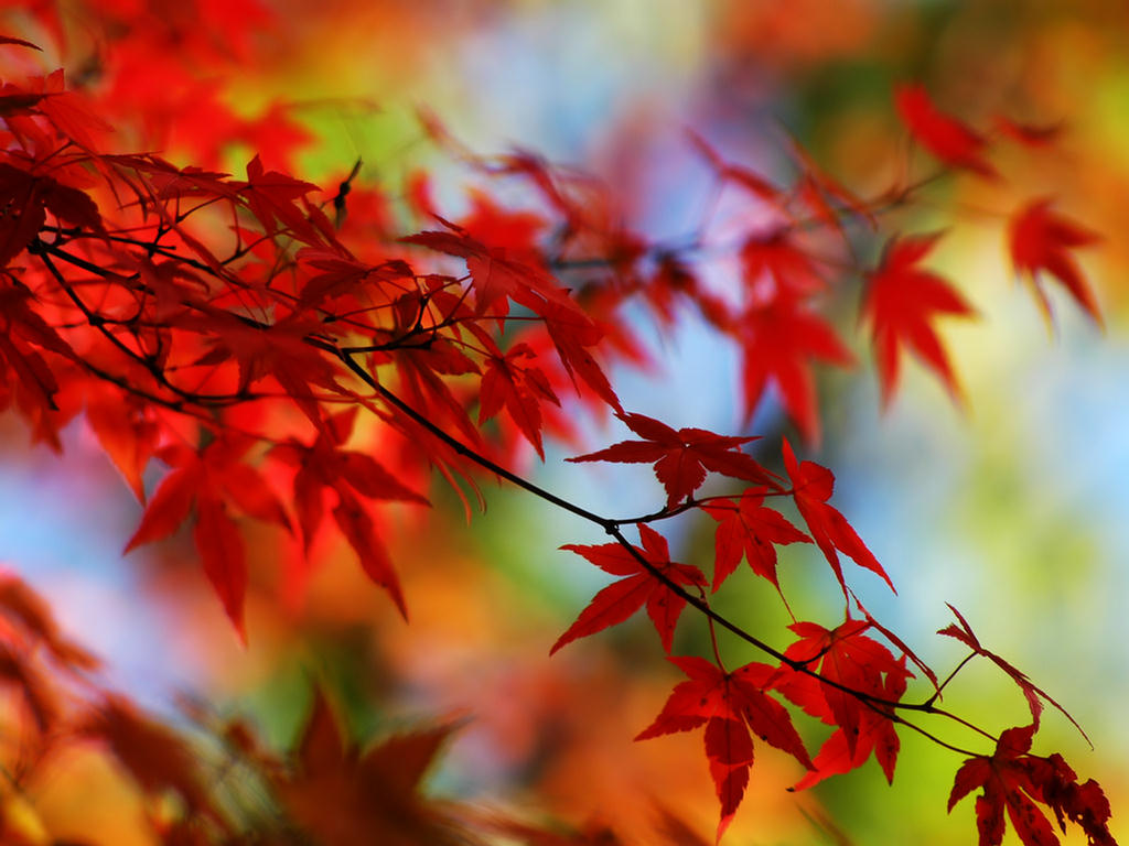http://4.bp.blogspot.com/_PyzGklHH3A4/THRRz6YaY2I/AAAAAAAAAPQ/ZxcUWVXRheQ/s1600/Nature+Best+Wallpapers+tree.jpg