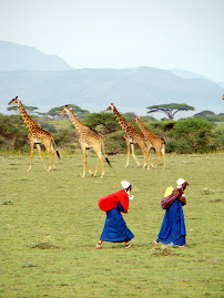 Crossing Paths in the Serengetti