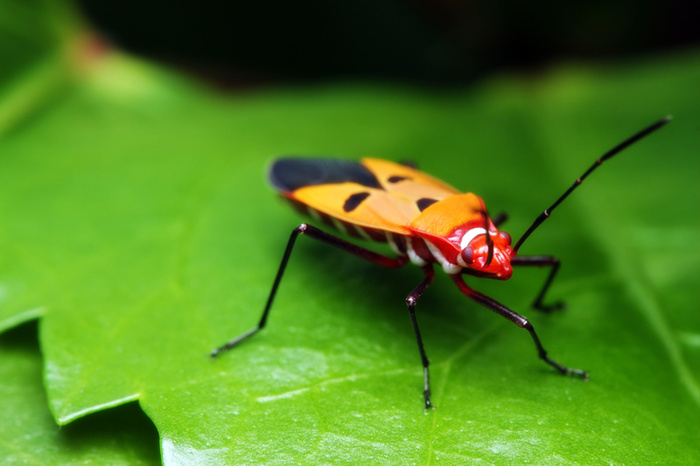 [3017shield_bug.jpg]