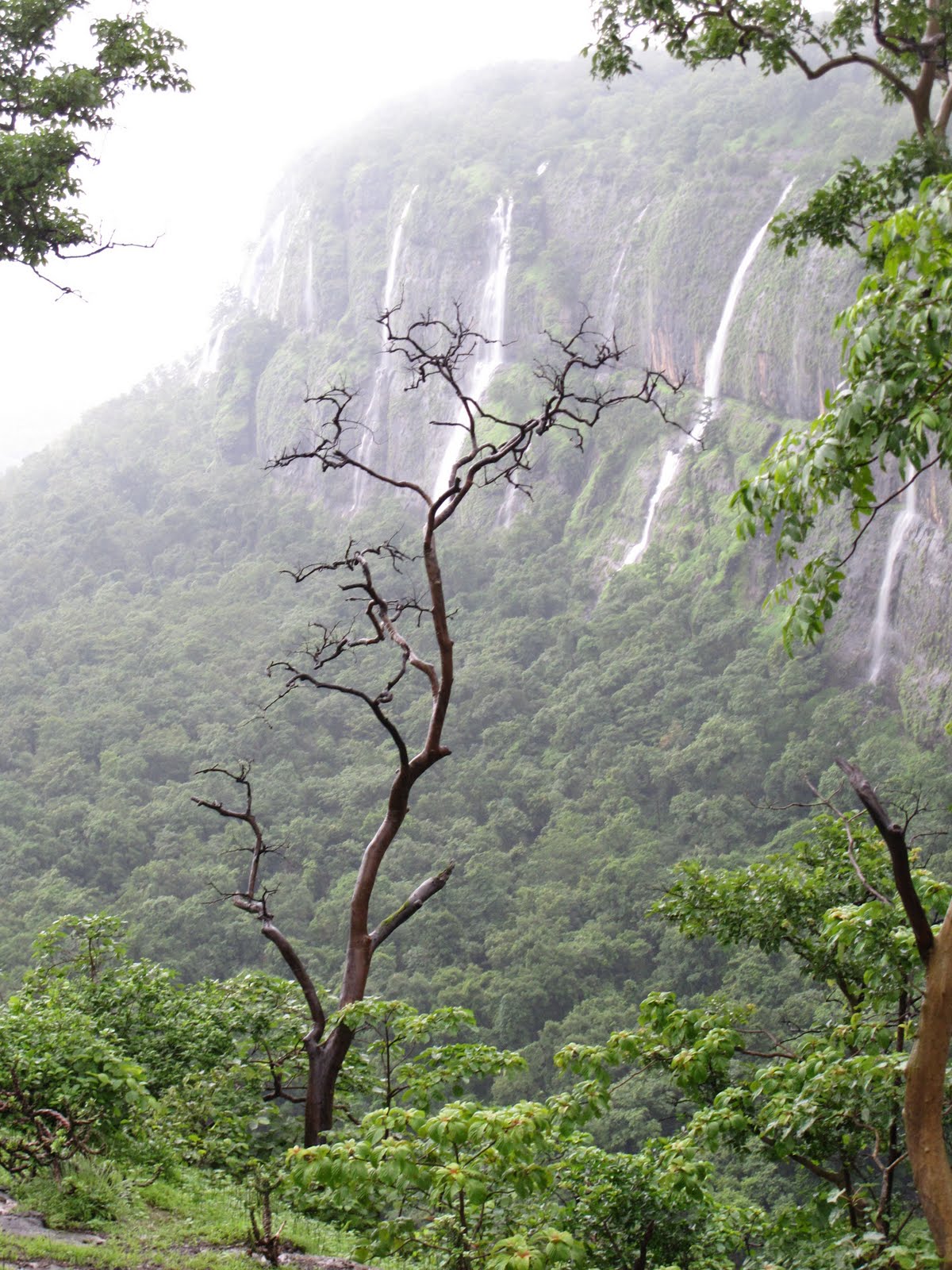 Bhimashankar Trek Photos