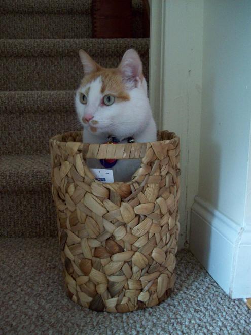 [basket+cat.jpg]