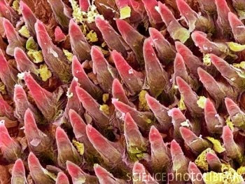 Taste Buds Microscope