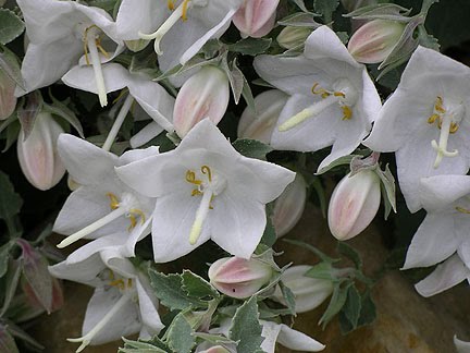 Prunus 'Accolade': Campanula