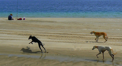 Saluki hounds out training in the desert