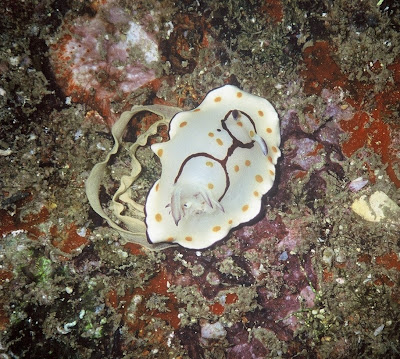 A white sea (Chromodoris annulata) slugs lies on coral.