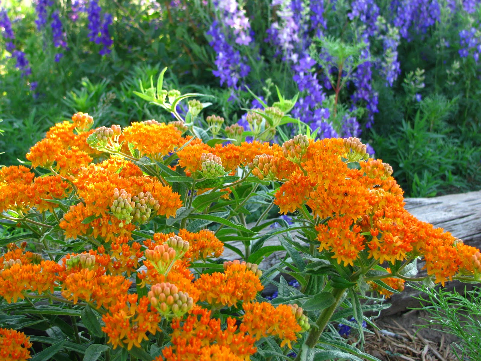 Butterfly Weed Flowers zone 9 Pinterest