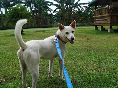adopted dog Jasmine home at the farm