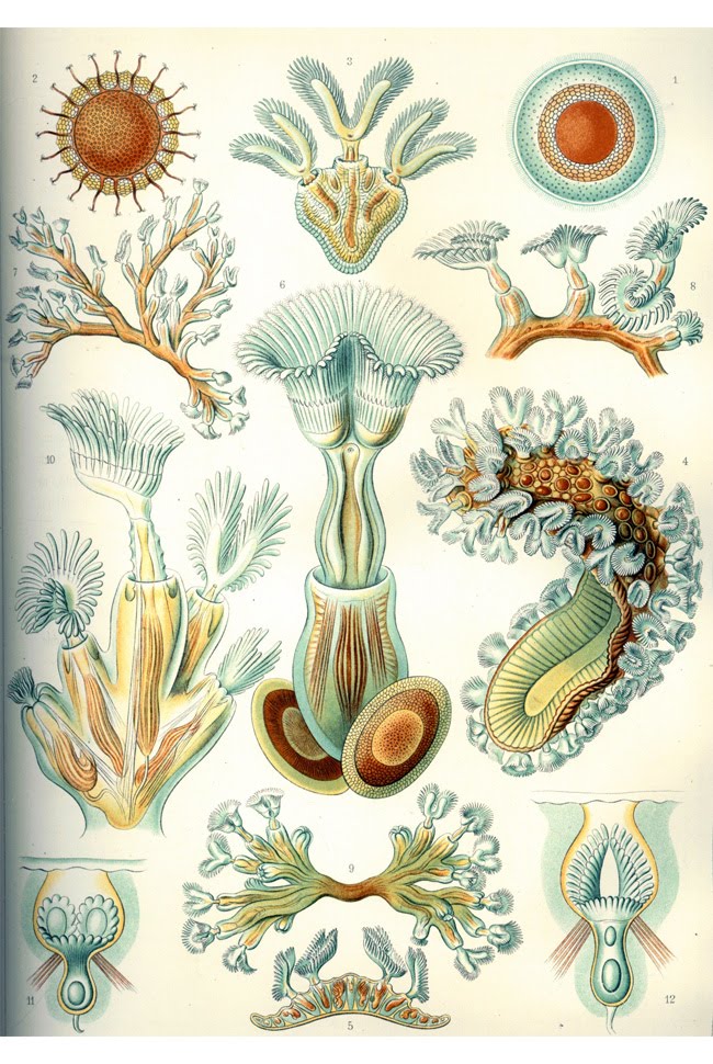 Examples+of+Poriferans The most beautiful color combinations can be found in nature or in ...