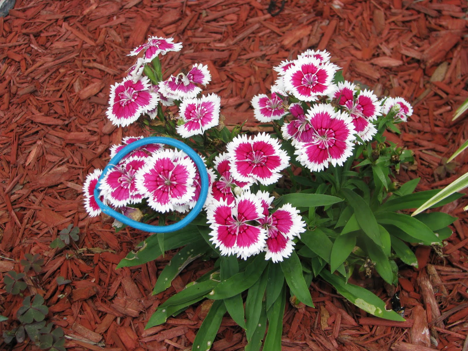 AP Biology July 2010