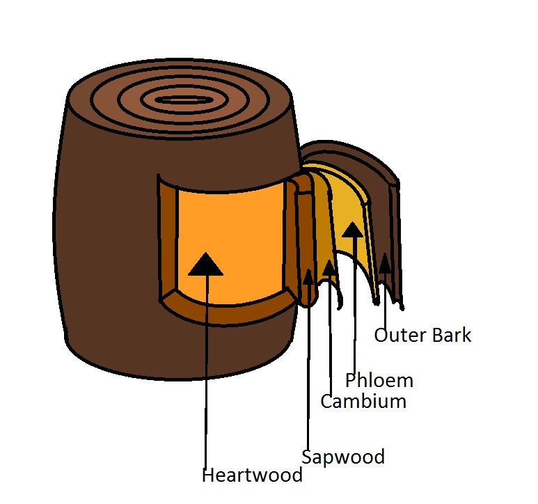 Natural Treasure Layers of a Tree Trunk and Tree Wounds