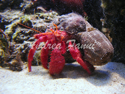 Calliactis parasitica su Dardanus arrosor
