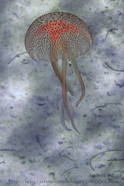 Pelagia noctiluca - medusa luminosa