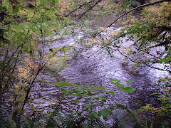 Mill Creek Redwood Forest