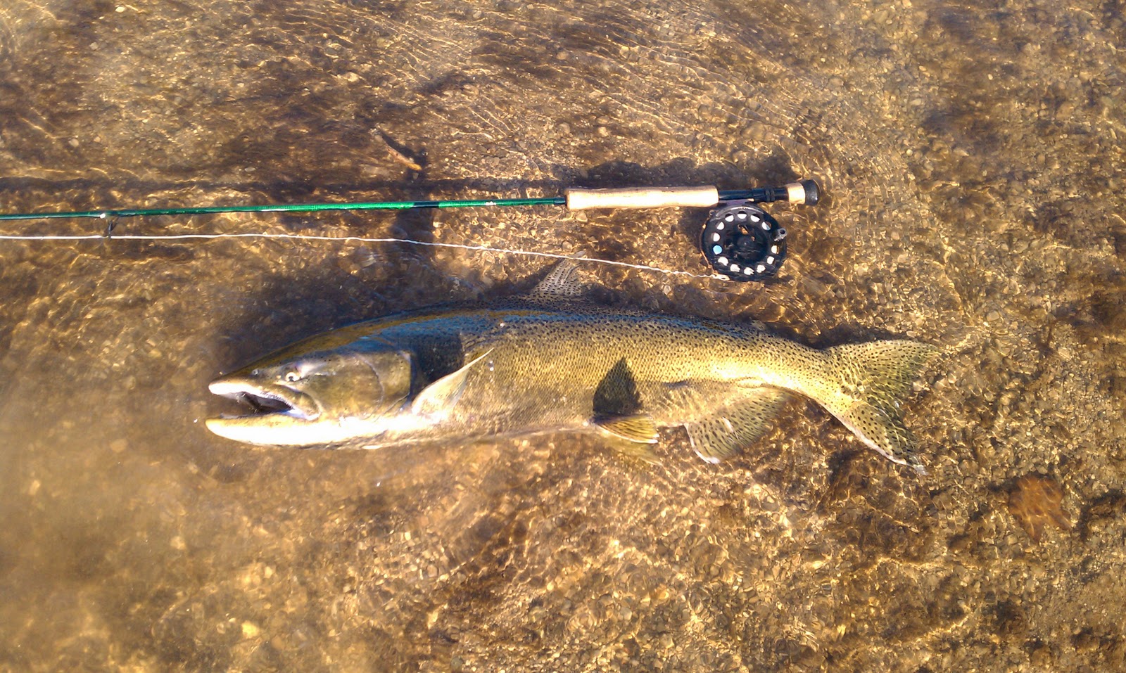 Illinois Wisconsin Fishing salmon fishing the sheboygan river