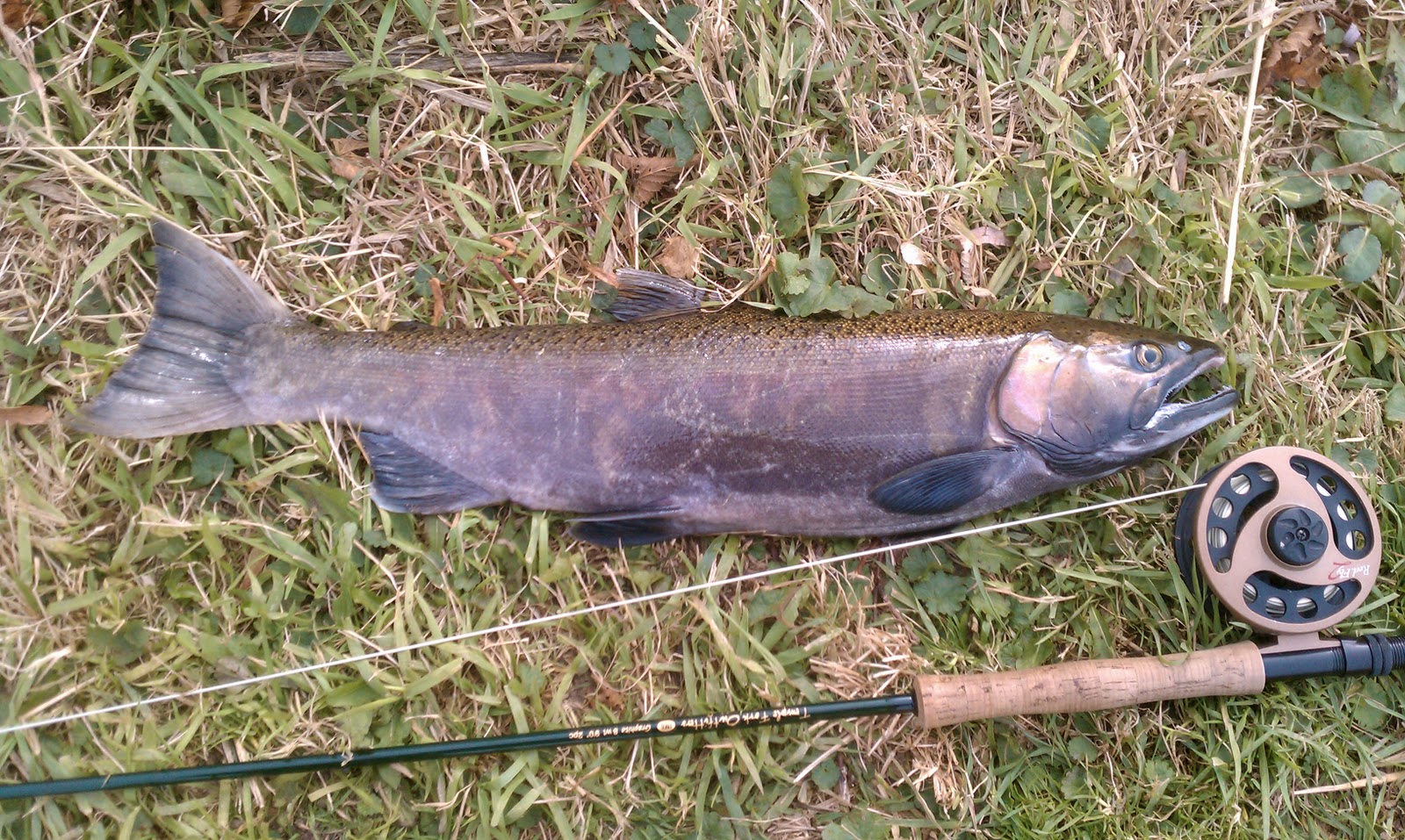 Illinois Wisconsin Fishing root and pike river fly fishing salmon