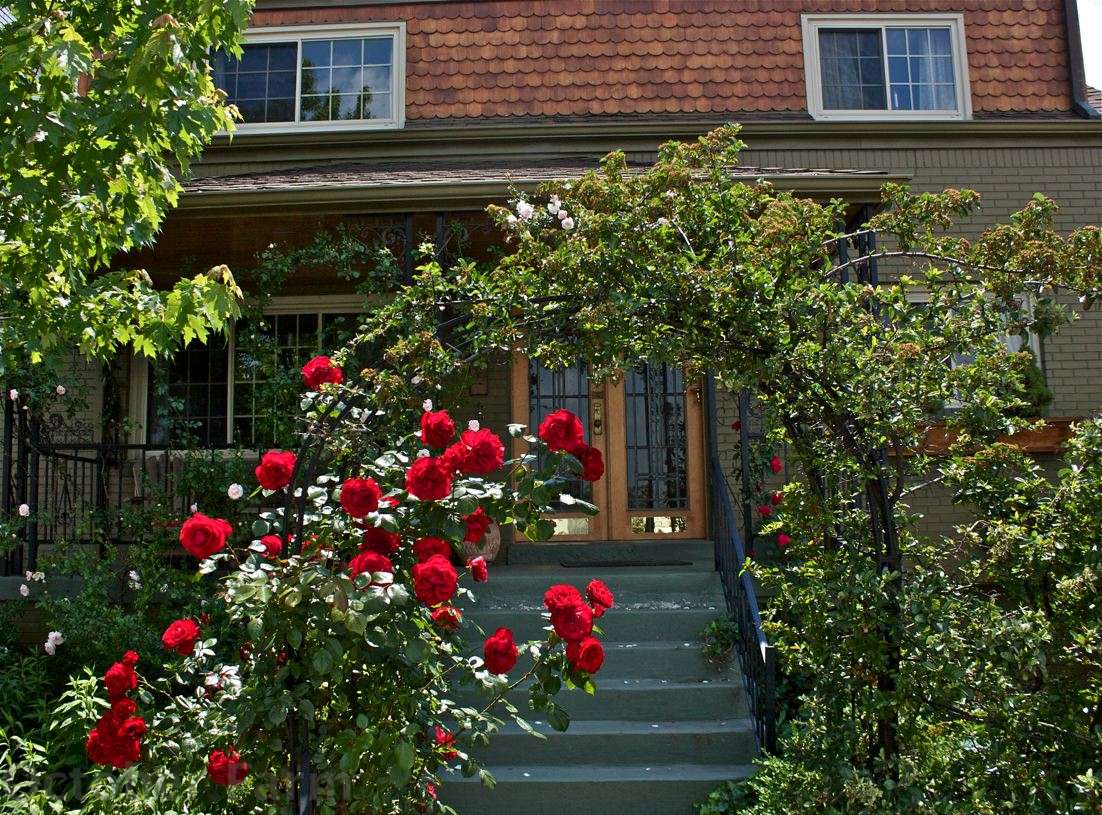Rose Covered Cottage