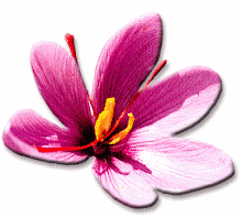 Bunga Zafaran or Saffron Flower
