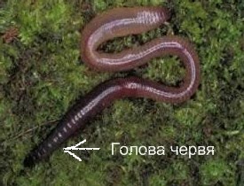 [Червь+для+блога+4.jpg]