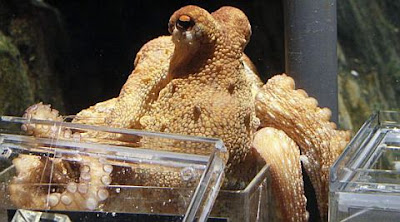 prediccion sobre el pulpo paul