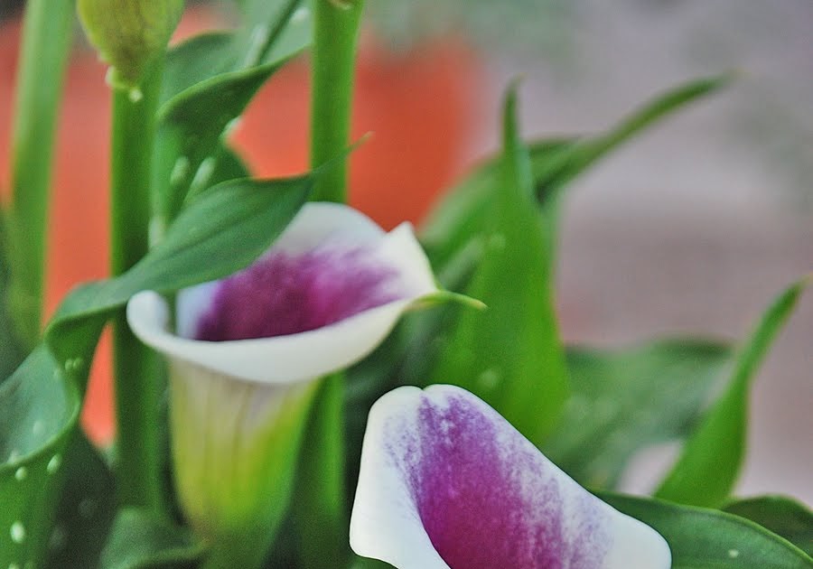 The Flowers Market Calla Lily