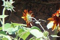 orange and yellow sunflower